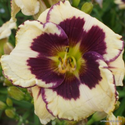 daylily 'Lucky Lucy'