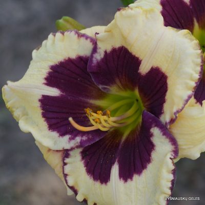 daylily ‘Lucky Lucy’
