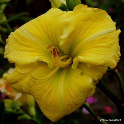daylily 'Made from Scratch'