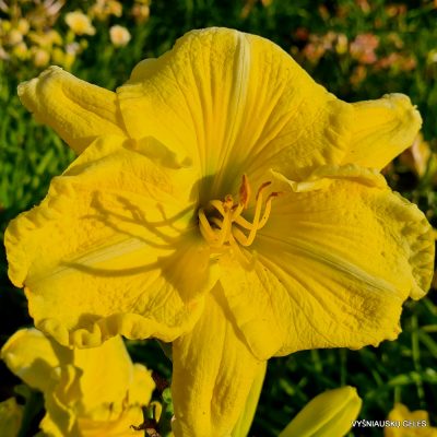 daylily ‘Made from Scratch’