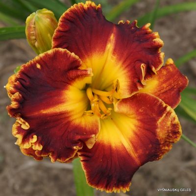 daylily 'Madly Red'
