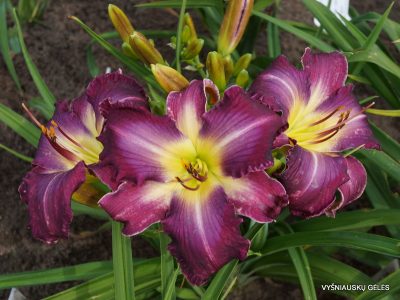 daylily 'Michael Bennett' (2)