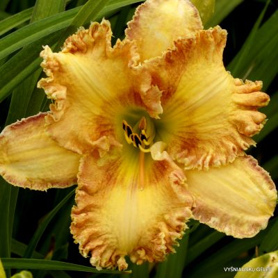 daylily 'Montana Roja'