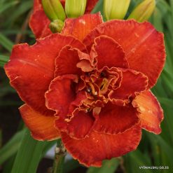 daylily 'Moses Fire'