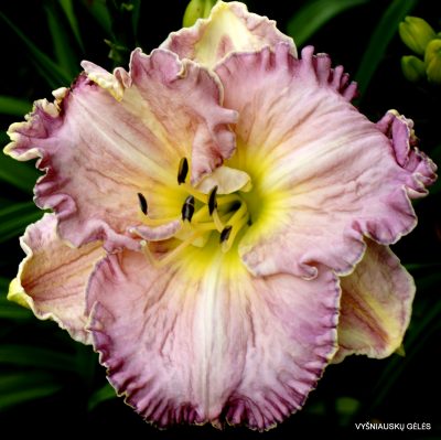 daylily 'Musical Medley'
