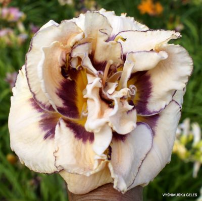 daylily 'My Friend Wayne' (2)