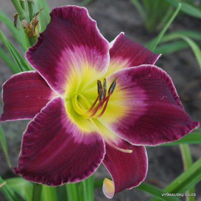 daylily 'My Soul Surrendered'