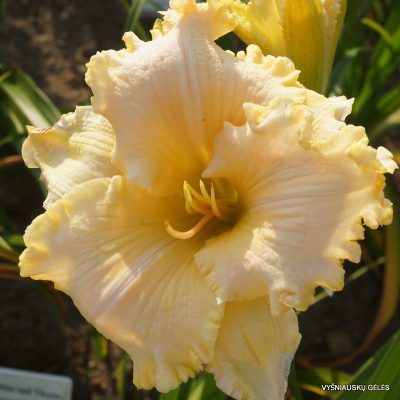 daylily ‘My Utmost for His Highest’