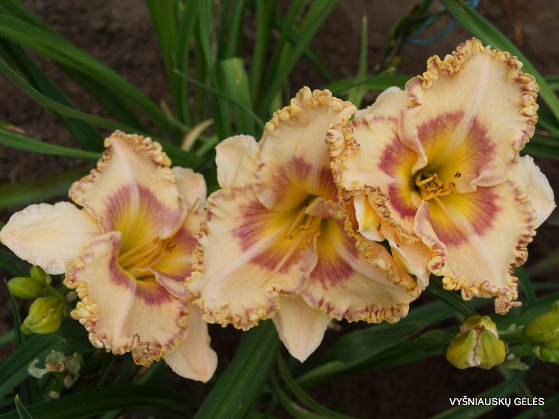 daylily 'Nature‘s Poetry' (3)