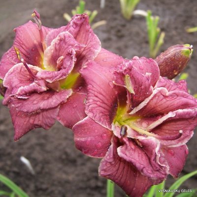 daylily 'Nice and Easy'