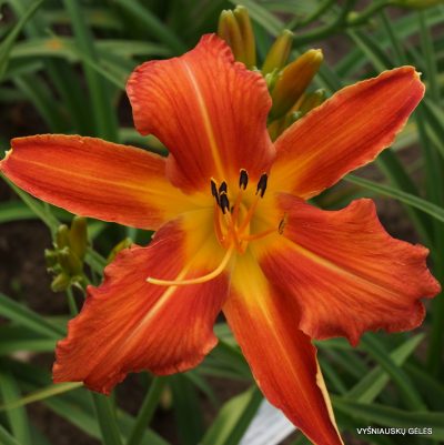 daylily 'Old Time Memories' (2)