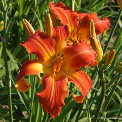daylily 'Old Time Memories' (4)