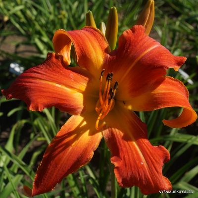 daylily 'Old Time Memories'
