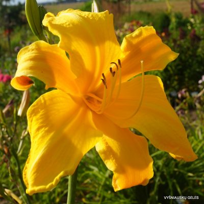 daylily 'One Above You'