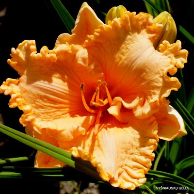 daylily ‘Orange Cream’