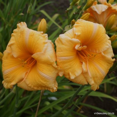daylily 'Orange Velvet' (2)
