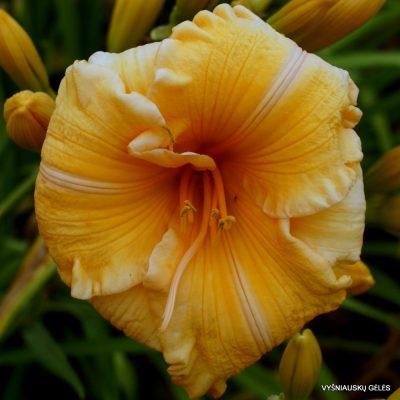 daylily ‘Orange Velvet’