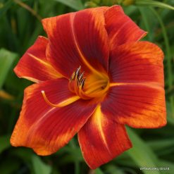 daylily 'Outrageous'