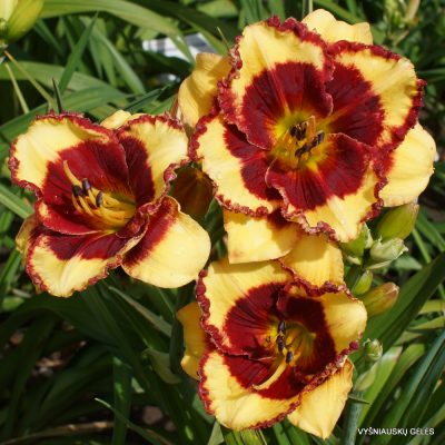 daylily 'Paco Bell' (2)