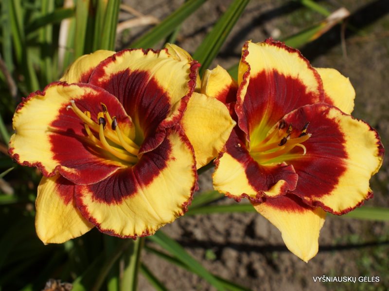 daylily 'Paco Bell' (3)