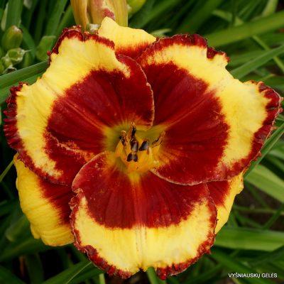 daylily ‘Paco Bell’
