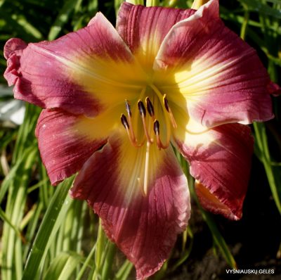 daylily 'Papa Goose'