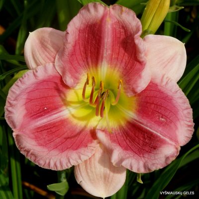 daylily 'Party Pinafore'