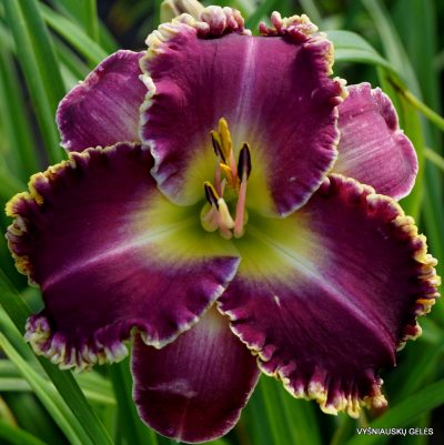 daylily 'Pastor Z' (2)