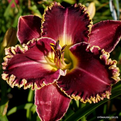 daylily ‘Pastor Z’