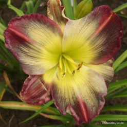 daylily 'Pigment of Imagination'