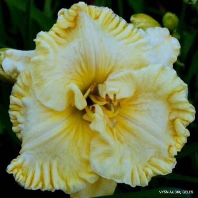 daylily ‘Pleated Petticoats’ (3)
