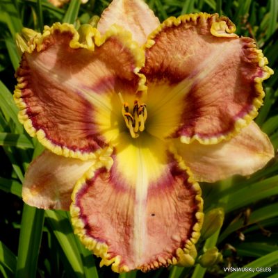 daylily ‘Rainbows in Heaven’