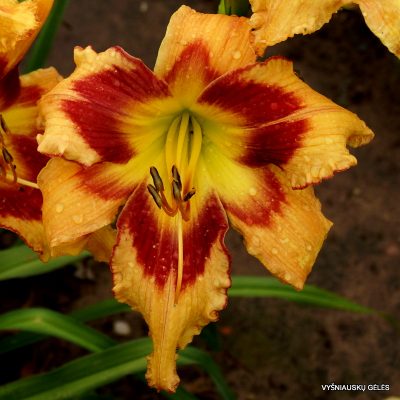 daylily 'Raspberry Butterflies'