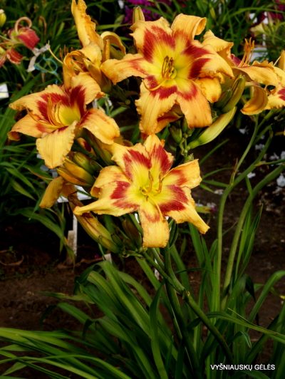 daylily 'Raspberry Butterflies'