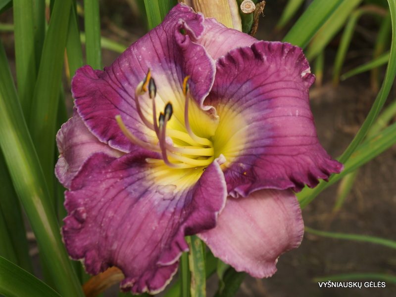 daylily 'Reach For The Sky' (2)