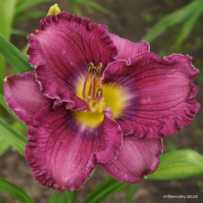 daylily 'Reach For The Sky'