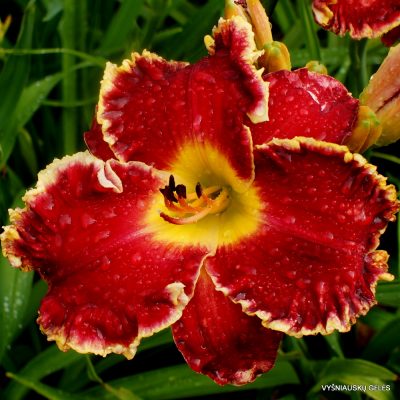 daylily 'Red Blooded' (3)