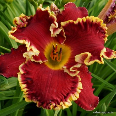 daylily ‘Red Blooded’
