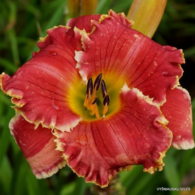 daylily ‘Red Ragamuffin’
