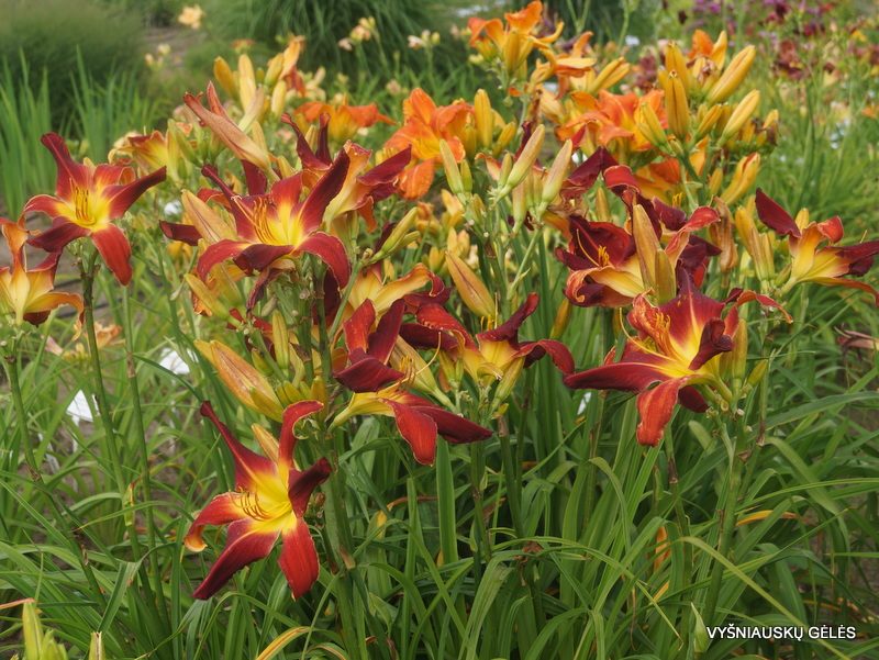 daylily 'Red Suspenders'