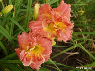 daylily 'Ring of Honor' (2)