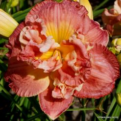 daylily 'Ring of Honor'