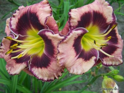 daylily 'Rock Solid' (2)