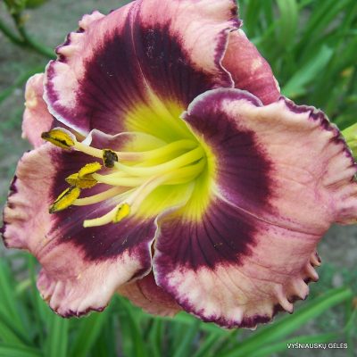 daylily 'Rock Solid'