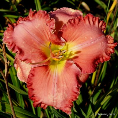 daylily 'Rose Colored Glasses'