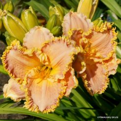 daylily 'Rose Cup'