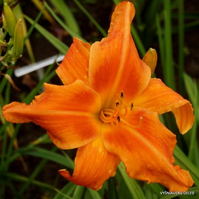 daylily ‘Screamcicle’