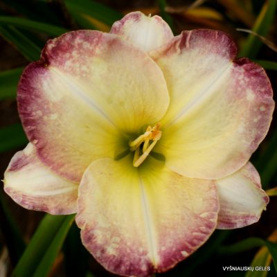 daylily ‘Seal of Approval’