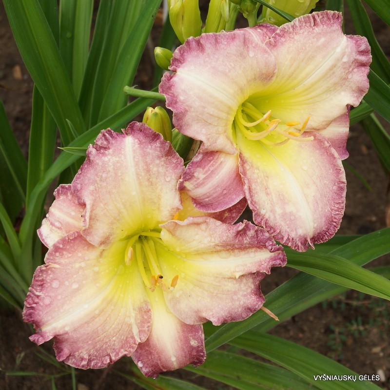 daylily 'Seal of Approval'