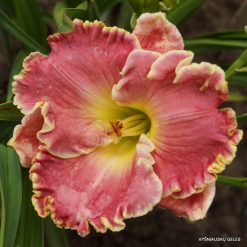 daylily 'Shores of Time'